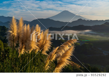 秋のパンパグラスと富士山 93529292