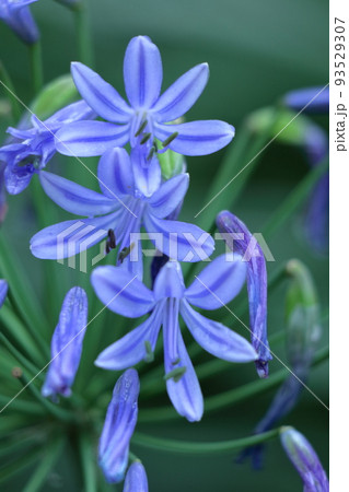 ロマンチックな花 ロマンチックな花 93529307