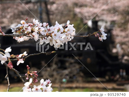満開の桜の背後を走行する大井川鐵道の蒸気機関車 満開の桜の背後を走行する大井川鐵道の蒸気機関車 93529740