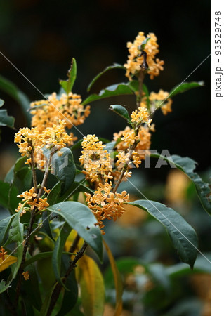 ふんわり甘い香りの花 ふんわり甘い香りの花 93529748