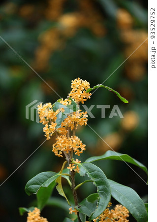 ふんわり甘い香りの花 ふんわり甘い香りの花 93529752