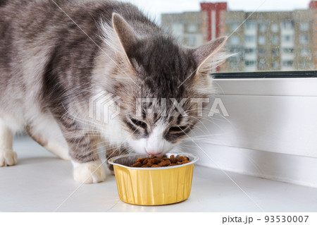 Gray fluffy cat eats food on the windowsill 93530007