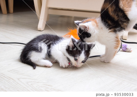 Two little kittens playing on the carpet 93530033