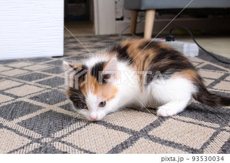 A small tri-colored kitten sits on the floor 93530034