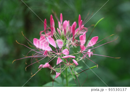 風に蝶が舞っている花姿 風に蝶が舞っている花姿 93530137