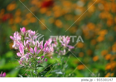 風に蝶が舞っている花姿 風に蝶が舞っている花姿 93530147