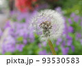 タンポポ 93530583