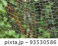 水玉 93530586