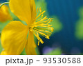 ナノハナ 93530588