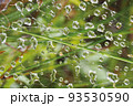 水玉 93530590