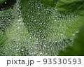 水玉 93530593