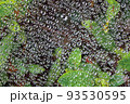 水玉 93530595