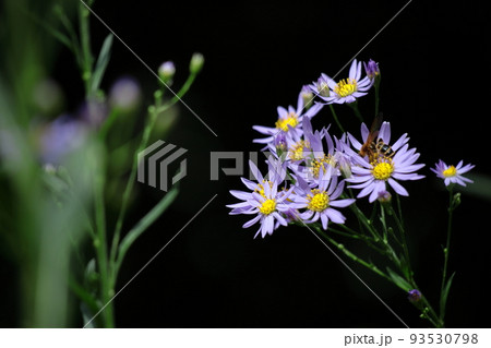 十五夜の時期に咲く薄紫の花 十五夜の時期に咲く薄紫の花 93530798