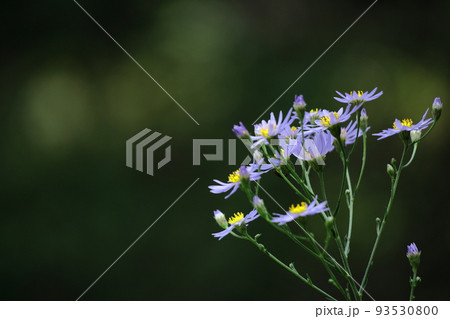 十五夜の時期に咲く薄紫の花 93530800