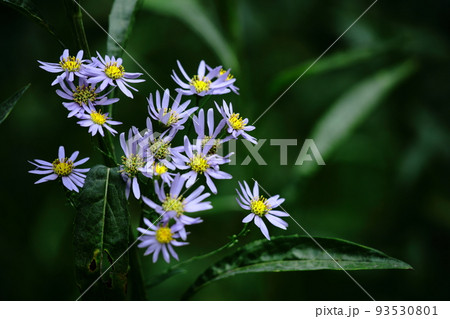 十五夜の時期に咲く薄紫の花 十五夜の時期に咲く薄紫の花 93530801