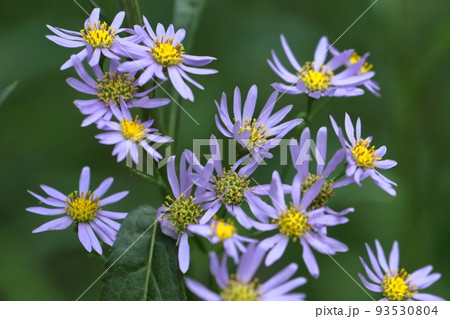 十五夜の時期に咲く薄紫の花 93530804