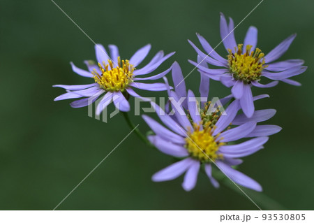 十五夜の時期に咲く薄紫の花 十五夜の時期に咲く薄紫の花 93530805