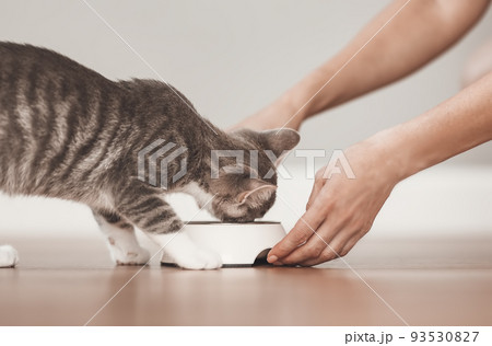 Woman feeding grey kitten by cat's meal indoors. 93530827