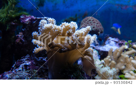 Underwater ecosystem panorama. Coral reef under the sea. Wild life concept. Underwater ecosystem panorama. Coral reef under the sea. Wild life concept. 93530842