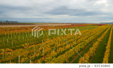 Beautiful autumn coloros. Aerial drone view of wineyards fields from the top. Drone Aerial View Concept. Beautiful autumn coloros. Aerial drone view of wineyards fields from the top. Drone Aerial View Concept. 93530860