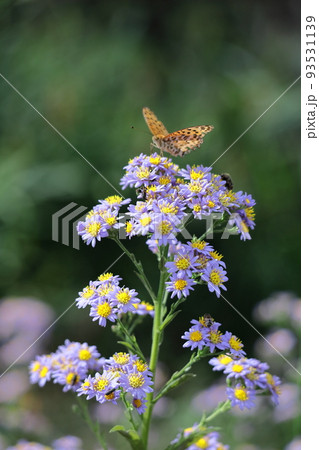 十五夜の時期に咲く薄紫の花 93531139