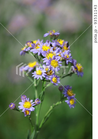 十五夜の時期に咲く薄紫の花 十五夜の時期に咲く薄紫の花 93531143