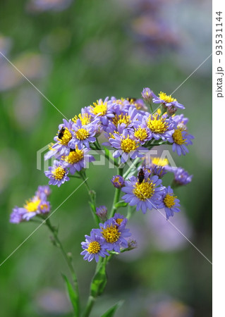 十五夜の時期に咲く薄紫の花 十五夜の時期に咲く薄紫の花 93531144