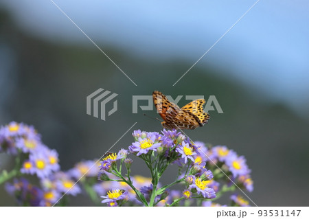 十五夜の時期に咲く薄紫の花 93531147
