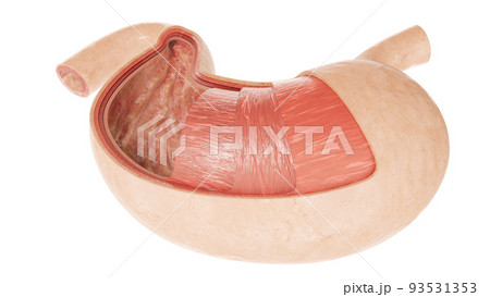Human Internal Stomach Anatomy - 3D Rendering 93531353