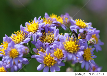 十五夜の時期に咲く薄紫の花 93531451