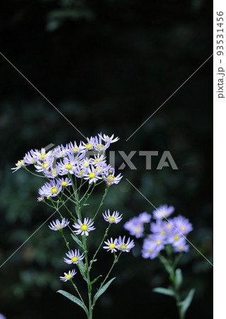 十五夜の時期に咲く薄紫の花 93531456