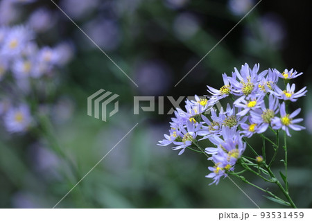 十五夜の時期に咲く薄紫の花 93531459