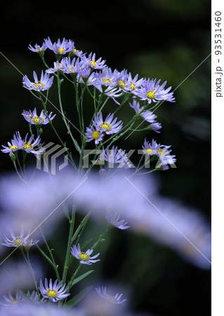 十五夜の時期に咲く薄紫の花 93531460