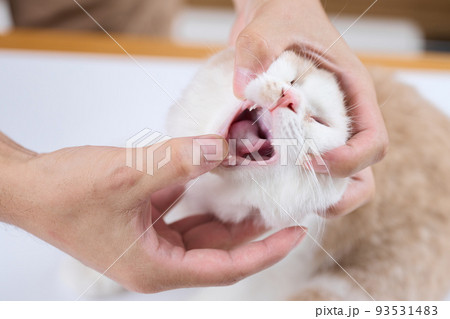 子猫の口を開けるアジア人獣医師 子猫の口を開けるアジア人獣医師 93531483