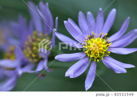 十五夜の時期に咲く薄紫の花 93531549