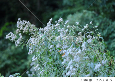 袴に似た形の藤色の花 袴に似た形の藤色の花 93531815