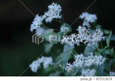 袴に似た形の藤色の花 袴に似た形の藤色の花 93531819