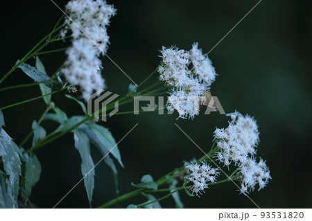袴に似た形の藤色の花 93531820