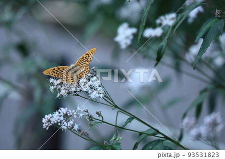 袴に似た形の藤色の花 袴に似た形の藤色の花 93531823