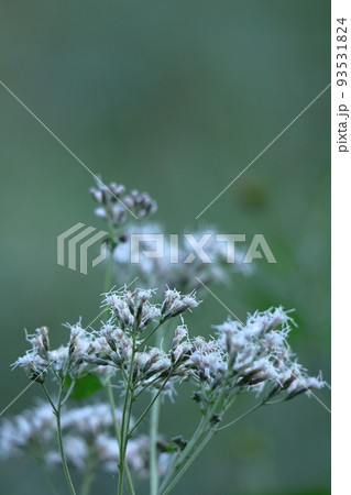 袴に似た形の藤色の花 93531824
