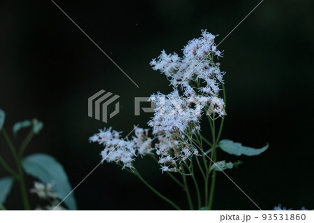 袴に似た形の藤色の花 93531860