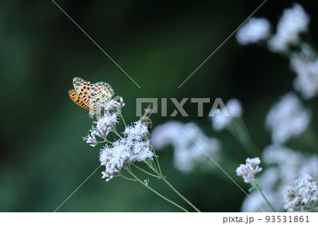 袴に似た形の藤色の花 袴に似た形の藤色の花 93531861