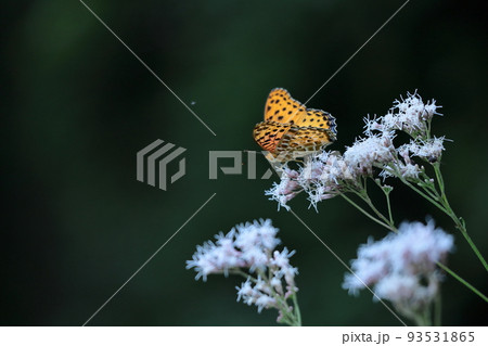袴に似た形の藤色の花 袴に似た形の藤色の花 93531865