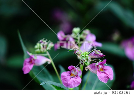 釣船に似た花 93532265