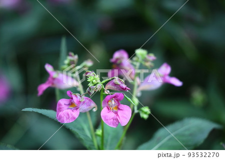 釣船に似た花 釣船に似た花 93532270