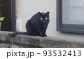 睨む黒猫 93532413