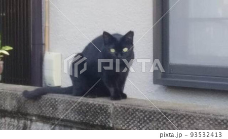 睨む黒猫 93532413