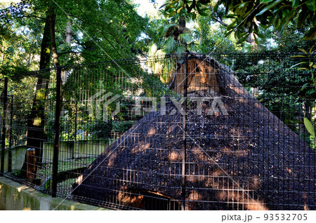 代々木八幡宮境内初秋の風景 代々木八幡宮境内初秋の風景 93532705