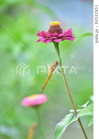 北杜市白州町、ヒャクニチソウの花陰で翅を休めるトンボ 北杜市白州町、ヒャクニチソウの花陰で翅を休めるトンボ 93532951