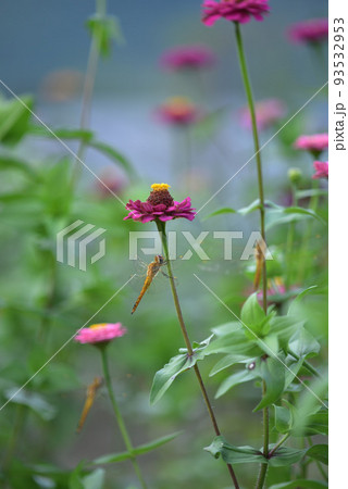北杜市白州町、ヒャクニチソウの花陰で翅を休めるトンボ 93532953